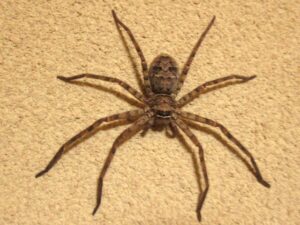 クモは昆虫なの 動物界の分類について簡単に紹介します 子供のギモン 大人も ギモン