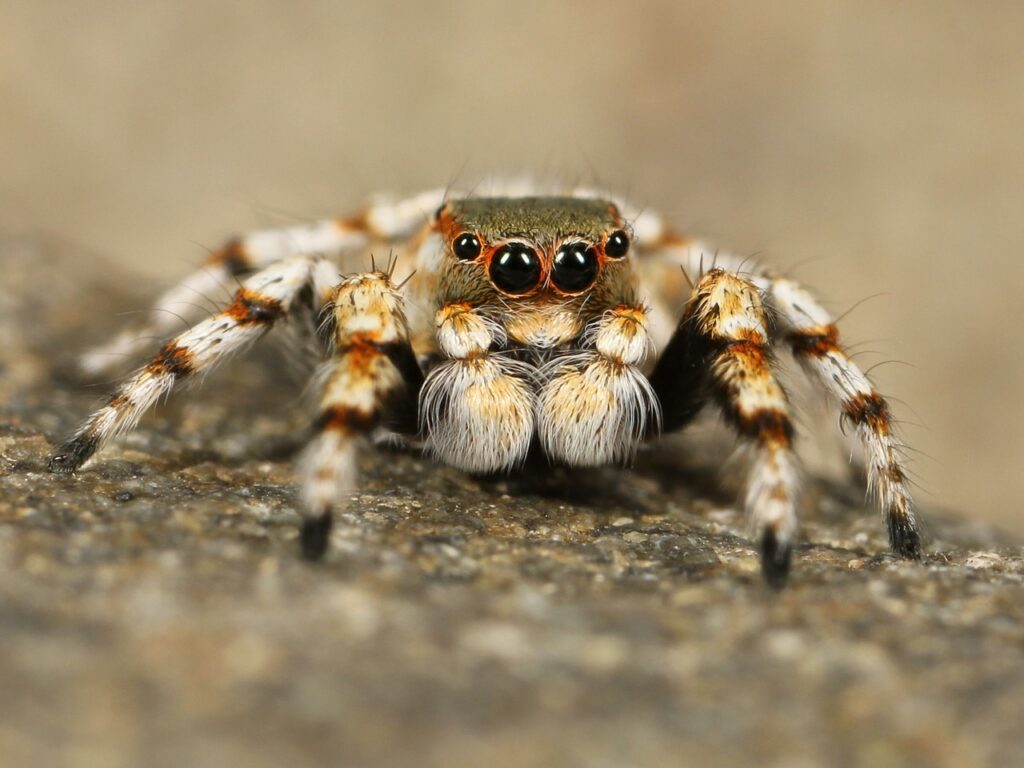 クモは昆虫なの 動物界の分類について簡単に紹介 子供のギモン 大人も ギモン