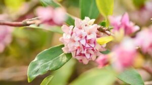 紅葉する木と 紅葉しない木 子供のギモン 大人も ギモン