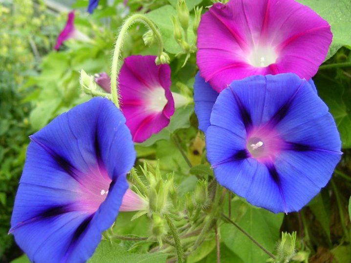 朝顔の花の色がすべて同じではない理由 土のph ピーエイチ ではなかった 子供のギモン 大人も ギモン