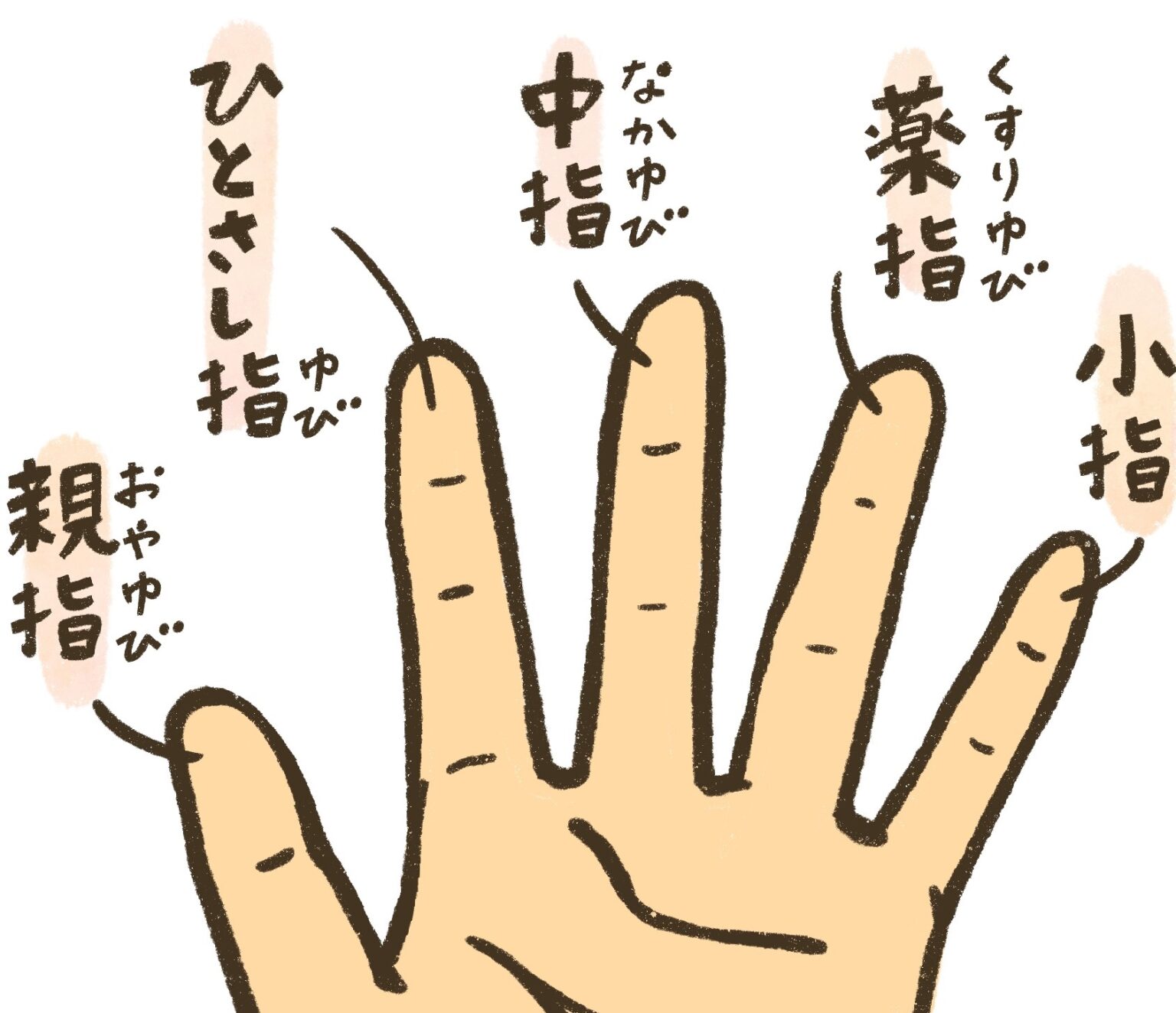 薬を塗るときに使うから薬指？薬指と呼ばれるようになるまで …