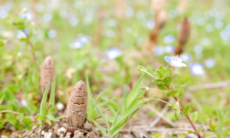 啓蟄の頃の気候と自然の変化